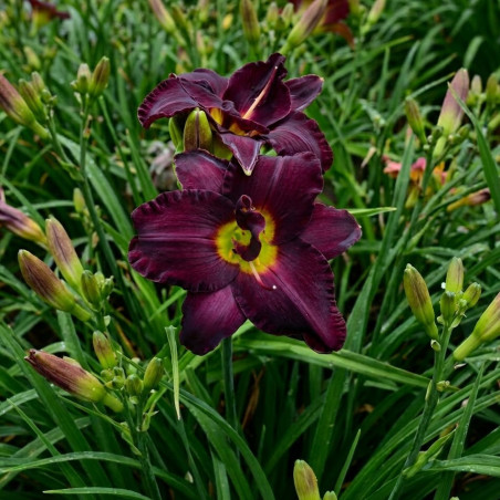 Hemerocallis Bogeyman