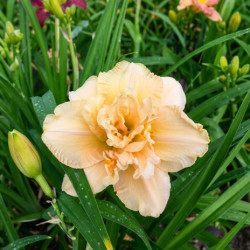 Hemerocallis Bowl Of Cream