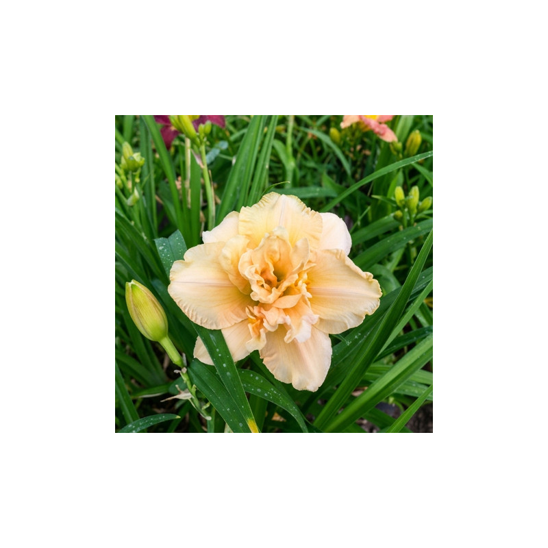 Hemerocallis Bowl Of Cream