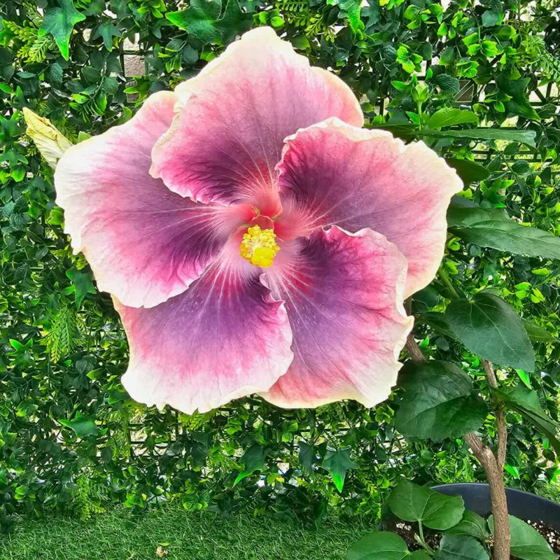 Hibiscus AnDu Great Ambitions