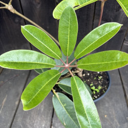 Schefflera Windmill