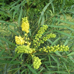 Mahonia 'soft caress'®