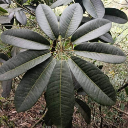 Schefflera Windmill