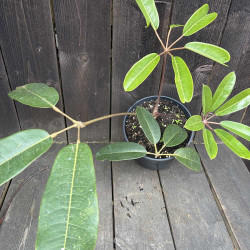 Schefflera Windmill