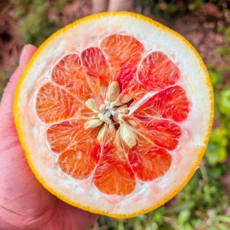 Citrus maxima Valentine