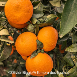 Citrus reticulata Daisy irradiée