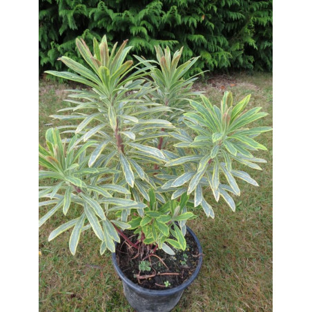 Euphorbia Ascot rainbow