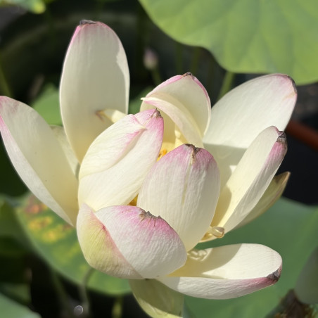 Nelumbo Pink And Yellow, Lotus