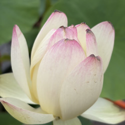 Nelumbo Pink And Yellow, Lotus