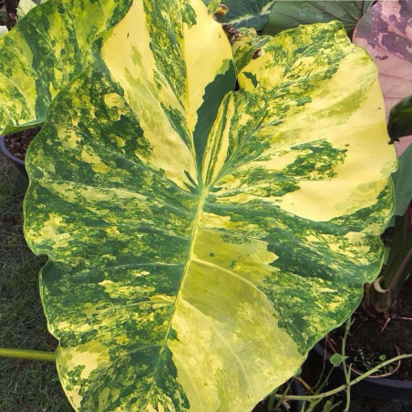 Colocasia Gullite