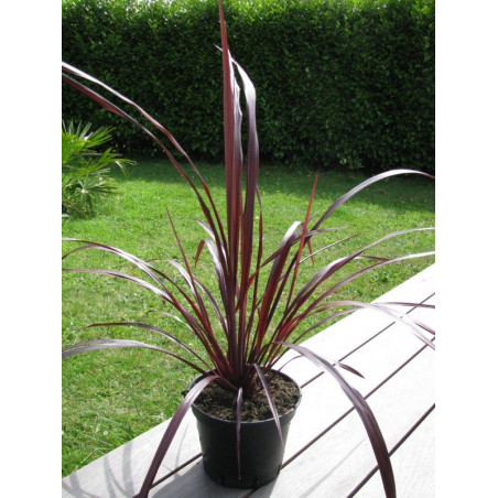 Cordyline australis 'festival grass'