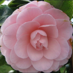 Camellia japonica Kerguelen®