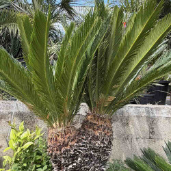 Cycas revoluta double tête