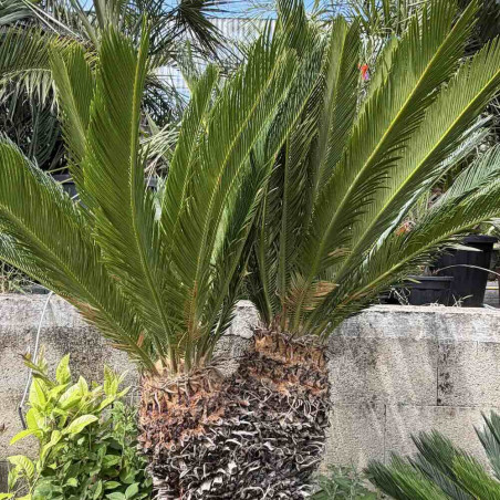 Cycas revoluta double tête