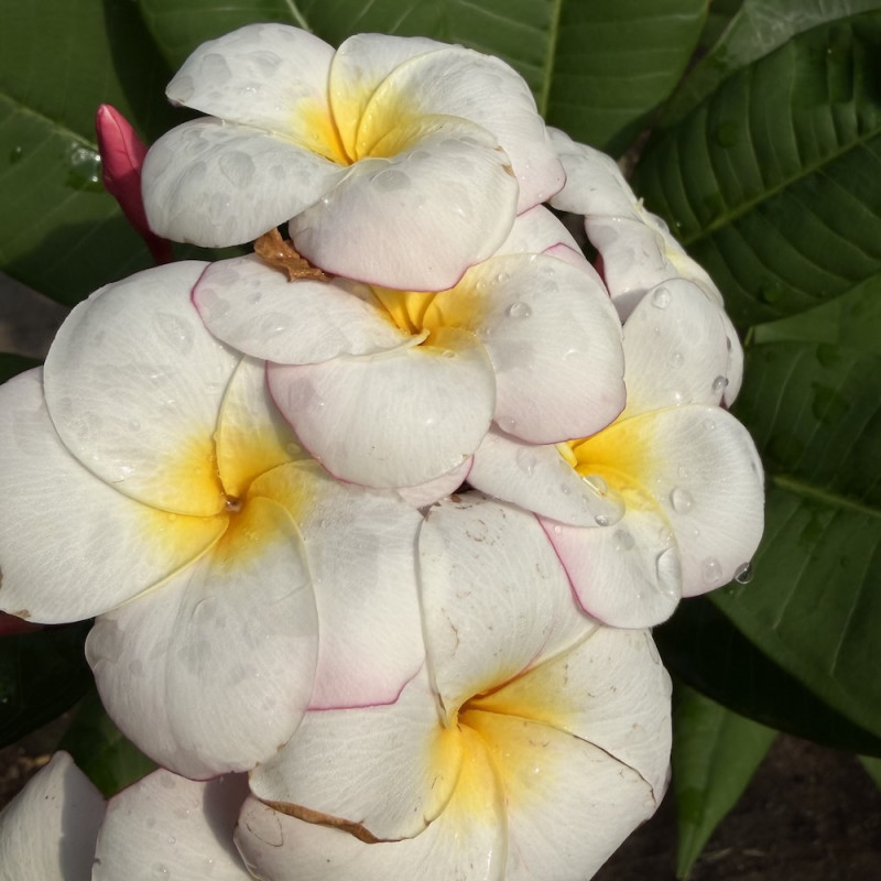 Plumeria Mini-White