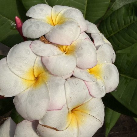 Plumeria Mini-White