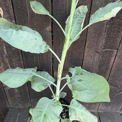 Nicotiana glauca
