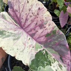 Colocasia Dawson Spectrum