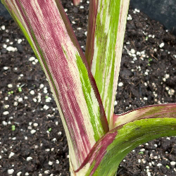 Colocasia Dawson Spectrum