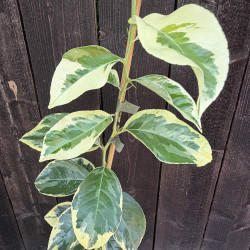 Citrus volkameriana variegata  - Création Mas Bachès