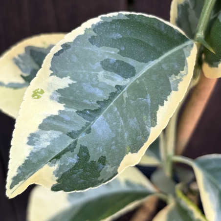 Citrus volkameriana variegata  - Création Mas Bachès