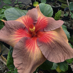 Hibiscus Tahitian Burning Sands