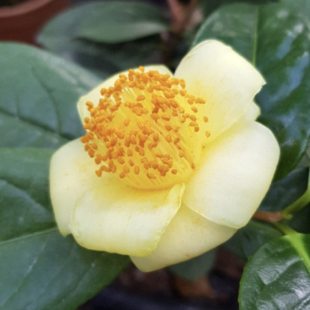 Camellia chrysanthoides