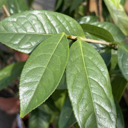 Camellia liberofilamenta