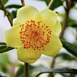 Camellia flavida