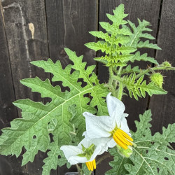 Solanum sisymbriifolium