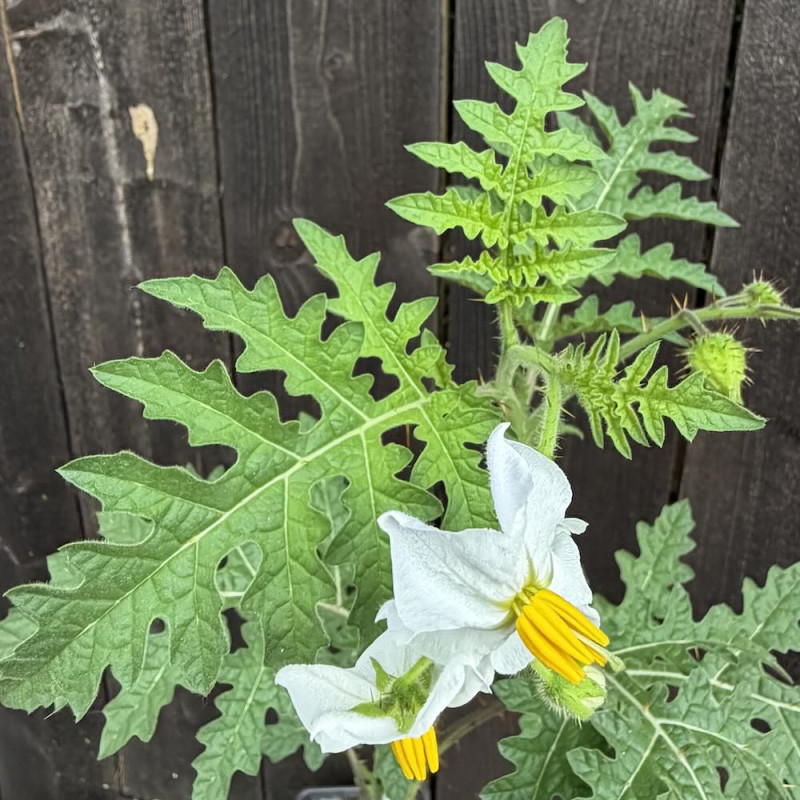 Solanum sisymbriifolium