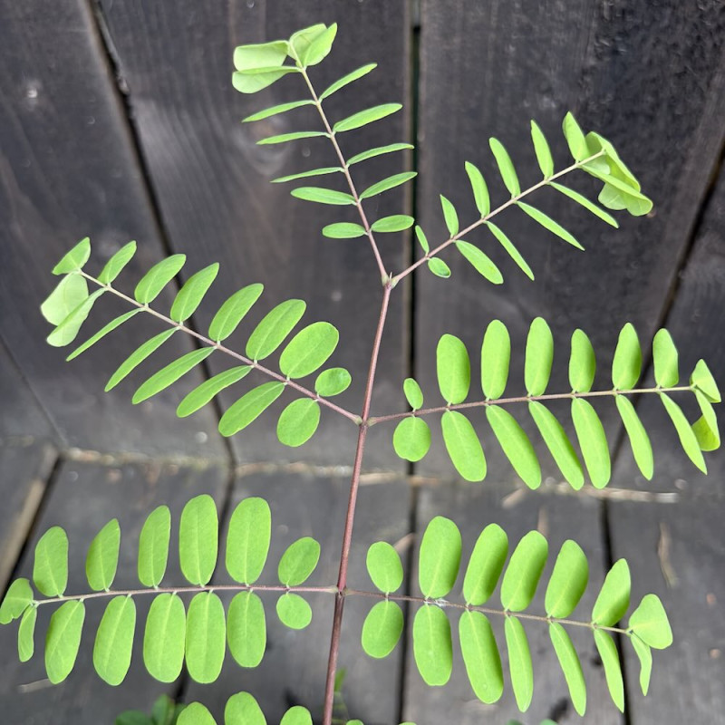 Caesalpinia decapetala japonica