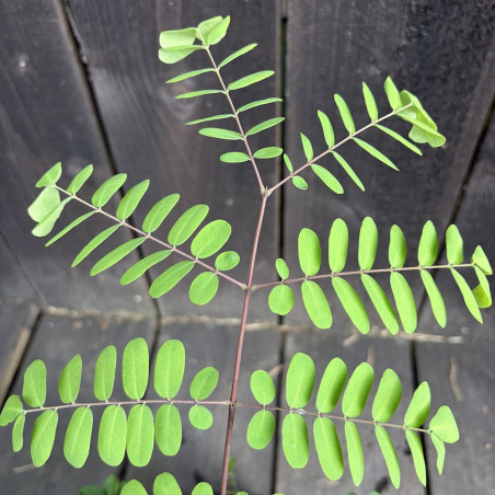Caesalpinia decapetala japonica