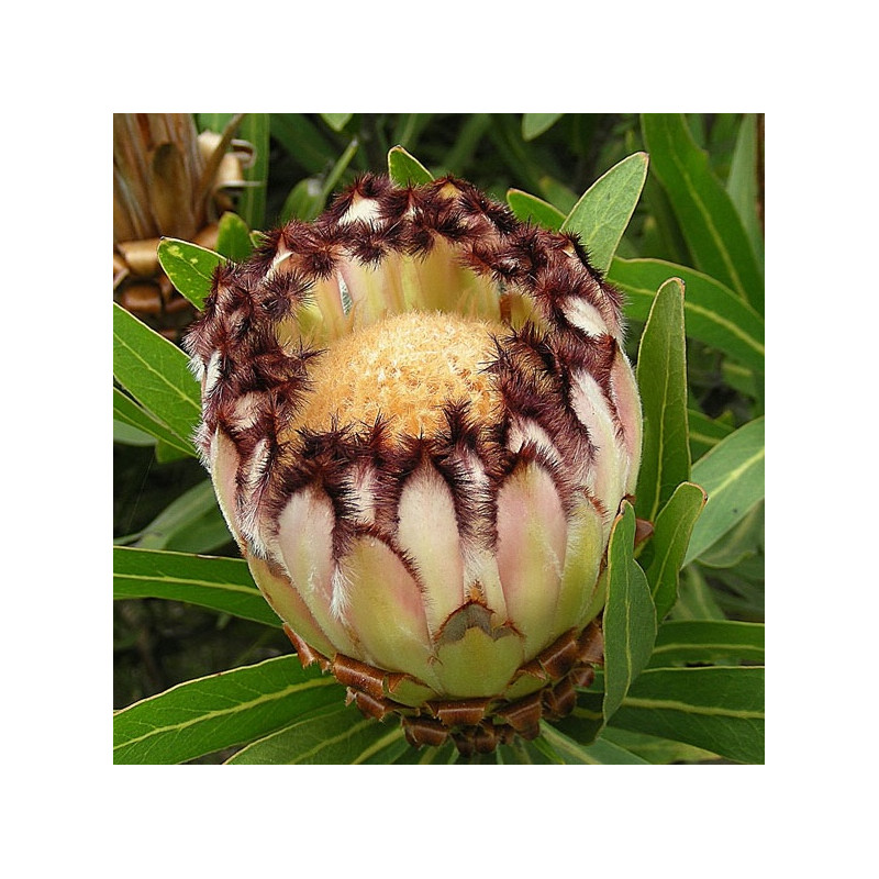 Protea lepidocarpodendron