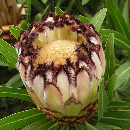 Protea lepidocarpodendron