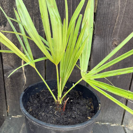 Trachycarpus nanus 4 litres