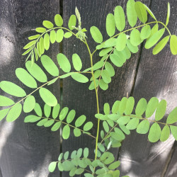 Amorpha californica, Indigotier de Californie, faux-indigo de Californie