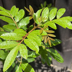Schinus terebinthifolia, Poivrier du Brésil