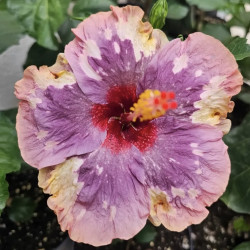 Hibiscus LUV Memories