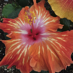 Hibiscus Tahitian Orange...