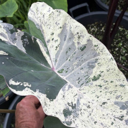Colocasia Arctic Camouflage