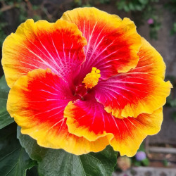 Hibiscus Tahitian Orange Garnet