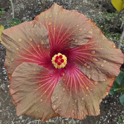 Hibiscus Tahitian Burning Sands