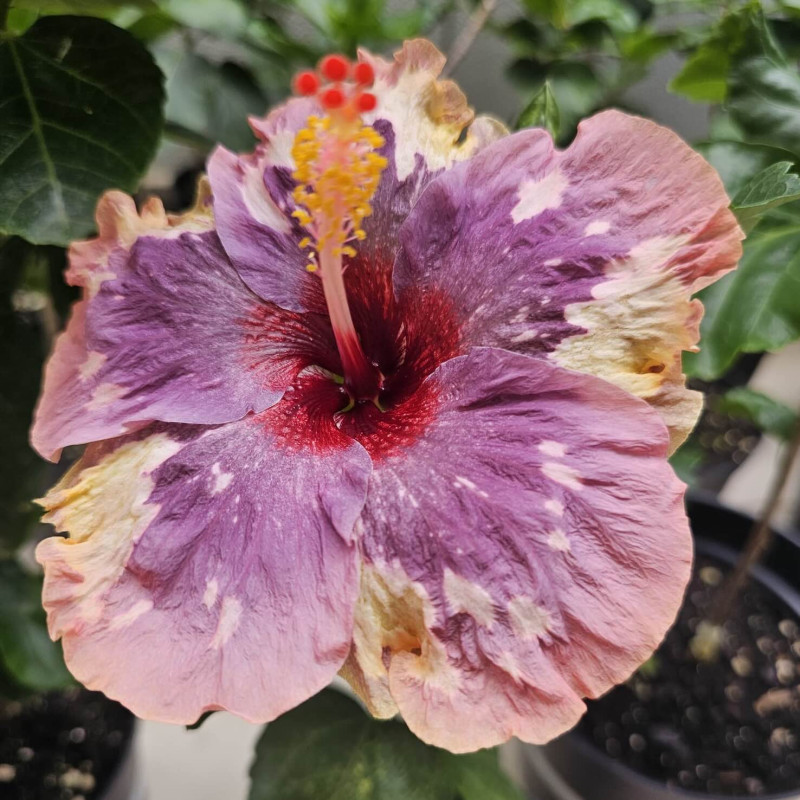 Hibiscus LUV Memories