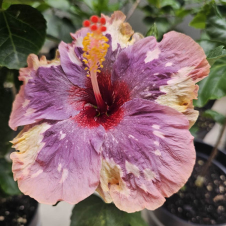 Hibiscus LUV Memories