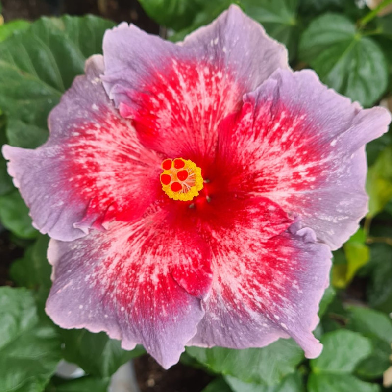 Hibiscus Chi's Garden Rose in Palm