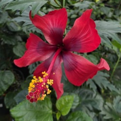 Hibiscus Christmas Dreams