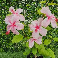 Hibiscus Ruth Wilcox