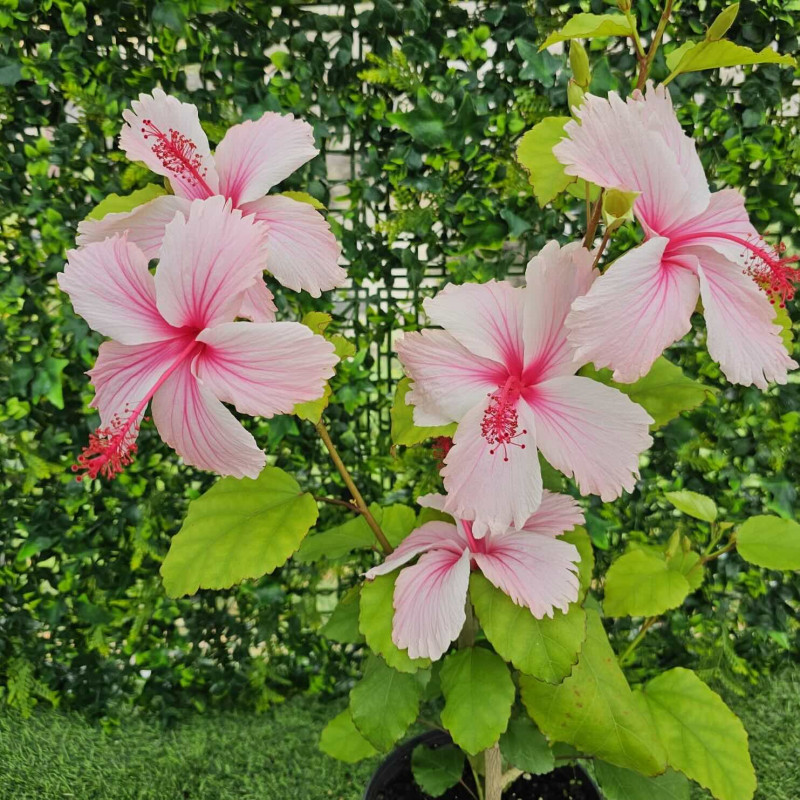Hibiscus Ruth Wilcox