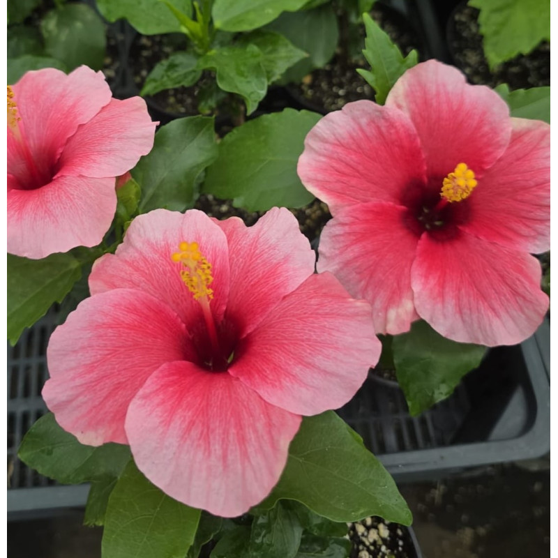 Hibiscus Cherry Wind